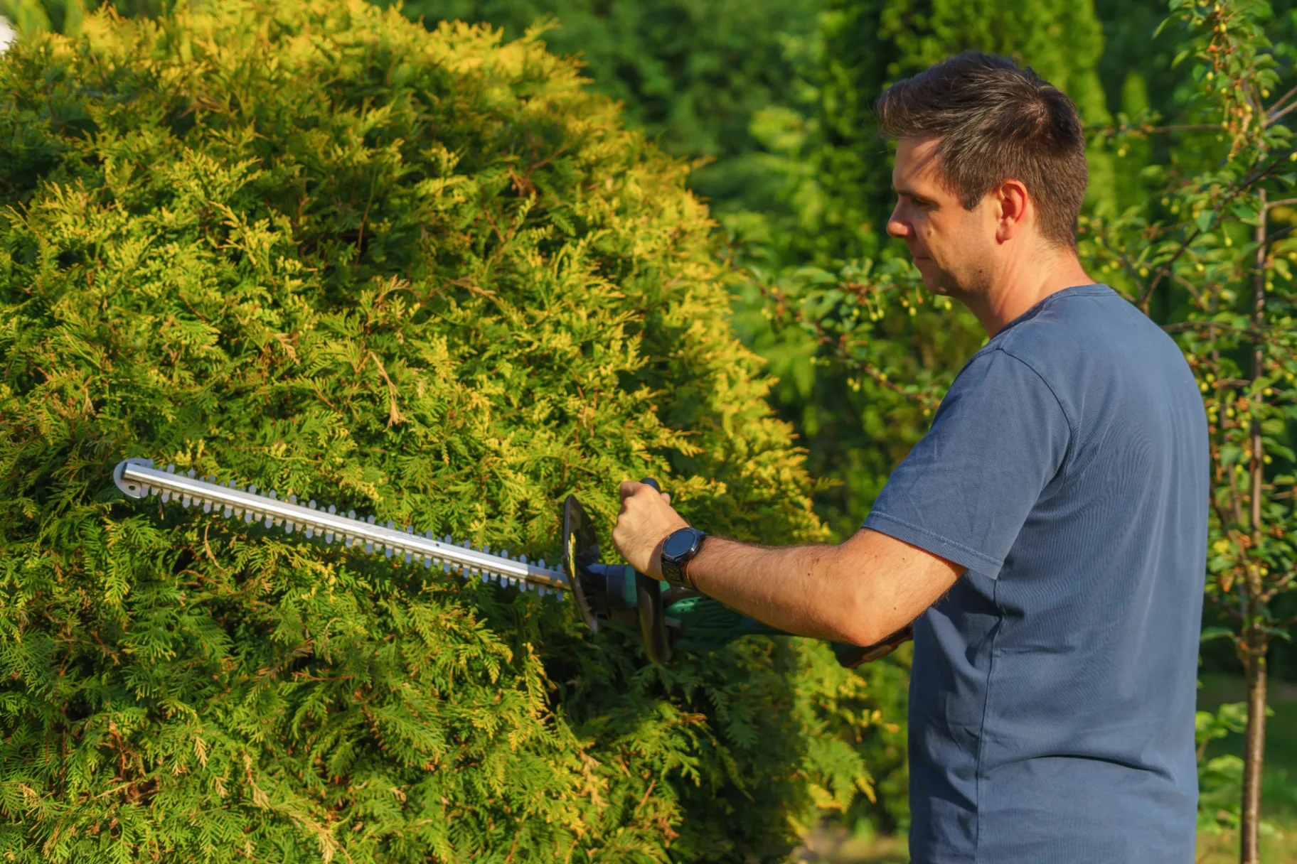 Hedge trim