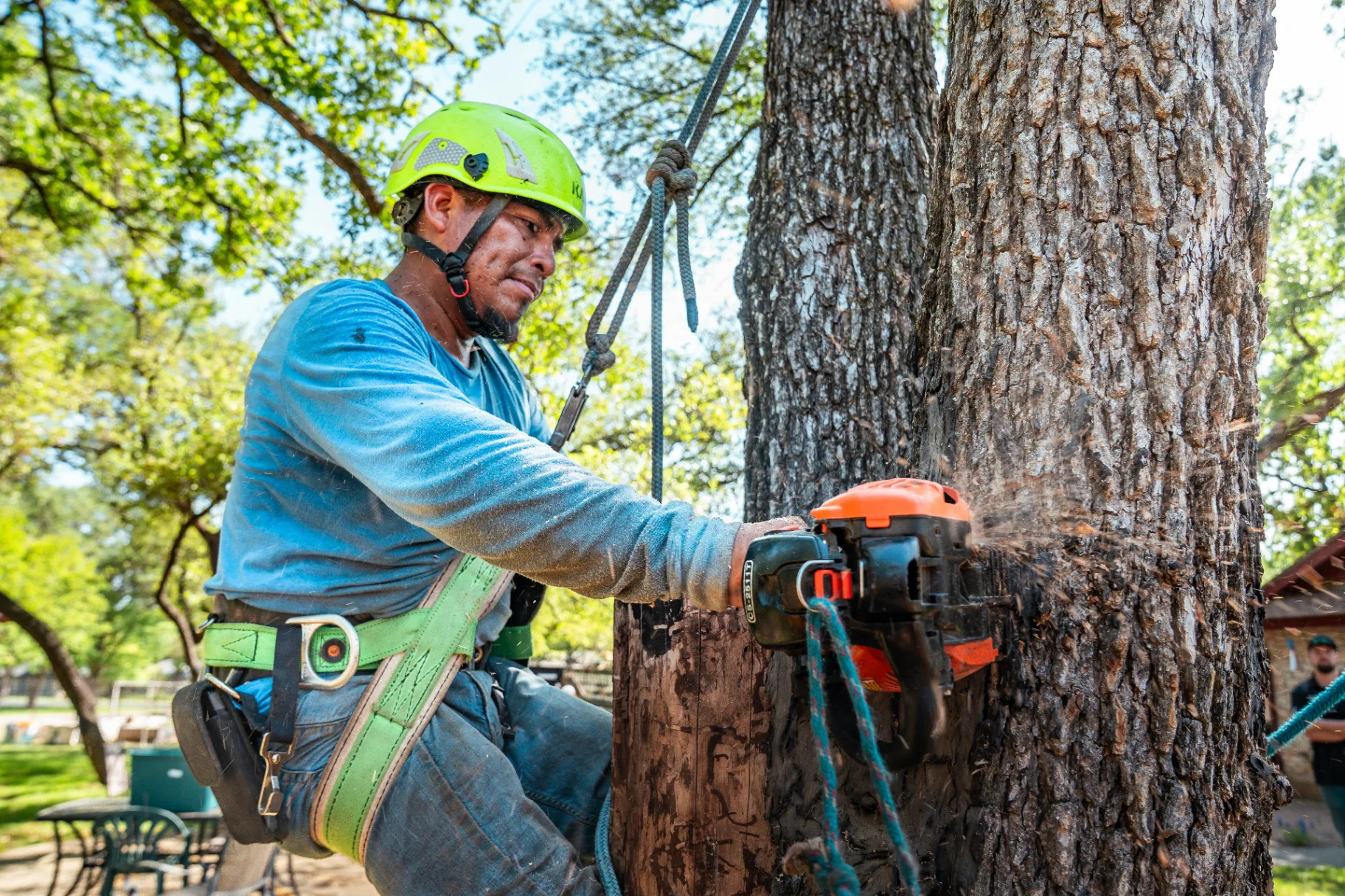 Tree / bush removal