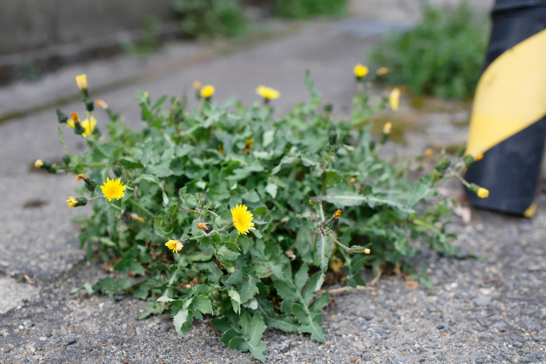 Weed removal